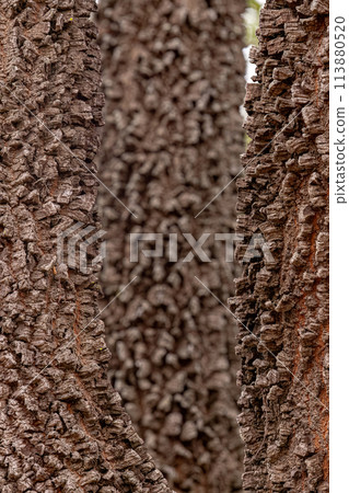 textured trunk of angiosperm tree 113880520
