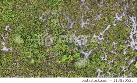 Small Swamp in Itaja 113880523