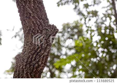 textured trunk of angiosperm tree 113880525