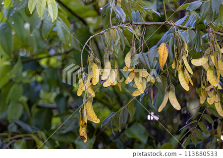 Machaeriums Plant Seeds 113880533