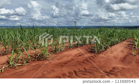 field sugar cane cultivation 113880543