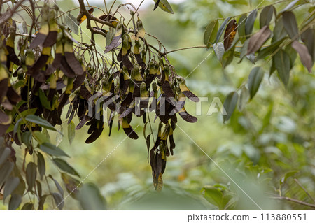 Machaeriums Plant Seeds 113880551