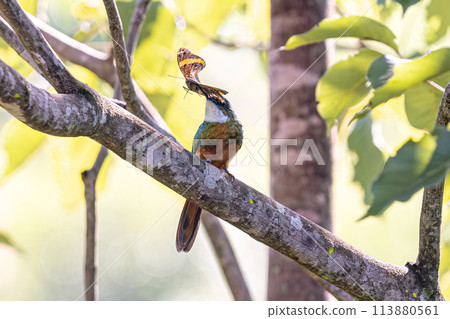 Animal Rufous-tailed Jacamar Bird preying on a butterfly 113880561