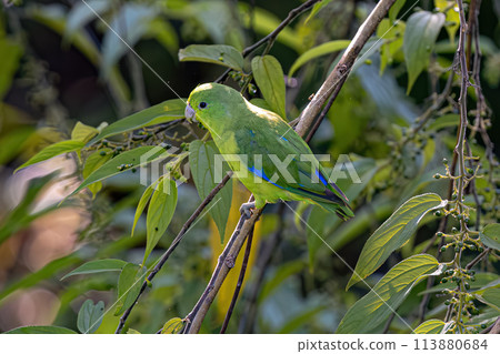 Animal Male Cobalt rumped Parrotlet Bird Animal Male Cobalt rumped Parrotlet Bird 113880684
