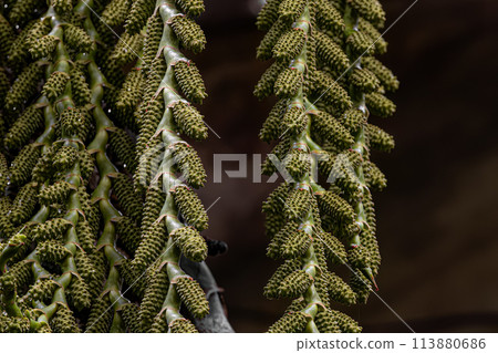 flowers of the buriti palm tree 113880686