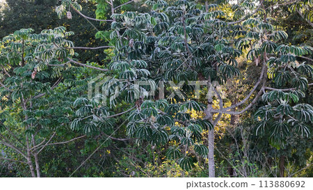 Pumpwood plant leaves 113880692