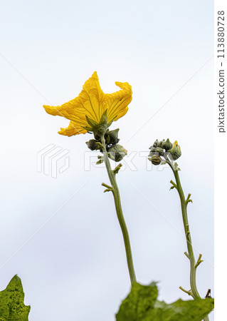 Sponge Gourd Yellow Flower 113880728