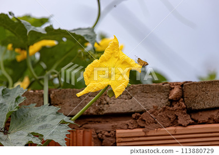 Sponge Gourd Yellow Flower 113880729