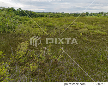 Small Swamp in Itaja Small Swamp in Itaja 113880745