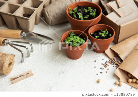 Pots with various vegetables seedlings. 113880759