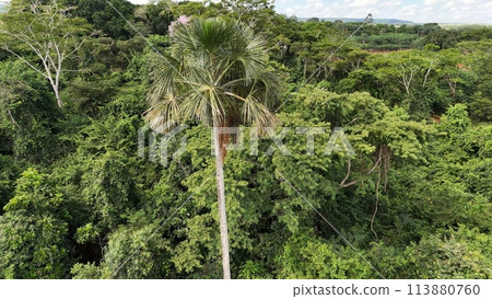 fruits of the buriti palm tree 113880760