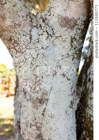 White Common Lichens on a Tree Trunk White Common Lichens on a Tree Trunk 113880771
