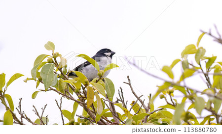 Lined Seedeater Bird 113880780