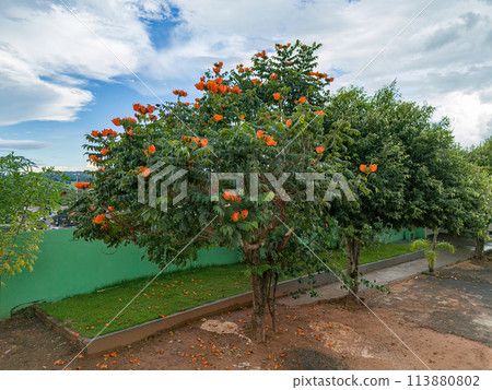 African Tulip Tree Flowers African Tulip Tree Flowers 113880802
