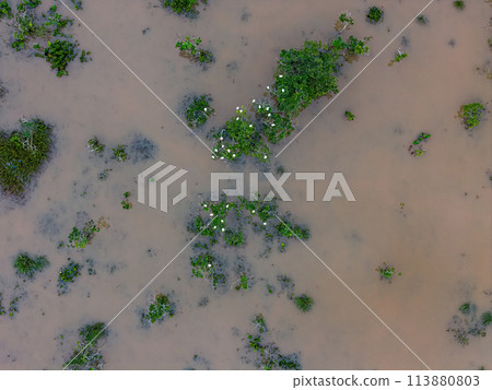 Small Swamp with white herons 113880803