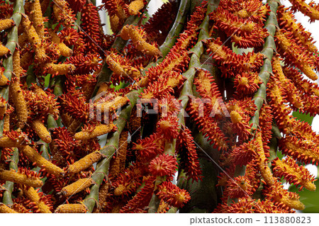 flowers of the buriti palm tree 113880823