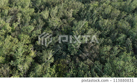 rubber tree forest for latex extraction rubber tree forest for latex extraction 113880831