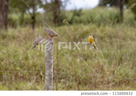 Two Scaled Doves Birds and a Tropical Kingbird Bird Two Scaled Doves Birds and a Tropical Kingbird Bird 113880832
