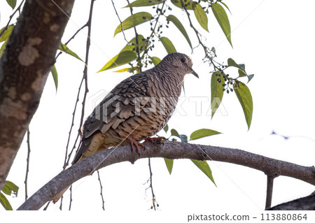 Scaled Dove Bird 113880864