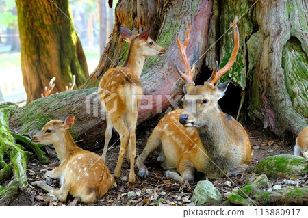 Nara Park and deer in summer 113880917