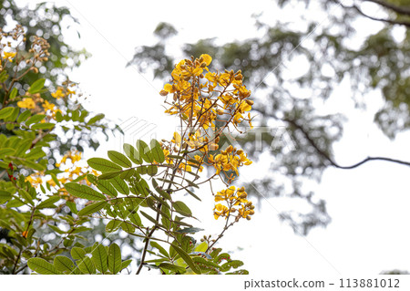 Small Yellow Flowering Plant 113881012