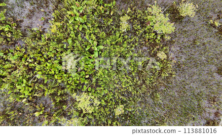 Small Swamp in Itaja 113881016