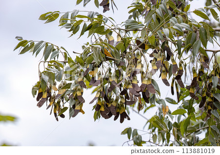 Machaeriums Plant Seeds 113881019