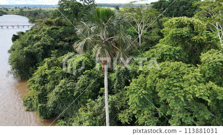 fruits of the buriti palm tree 113881031