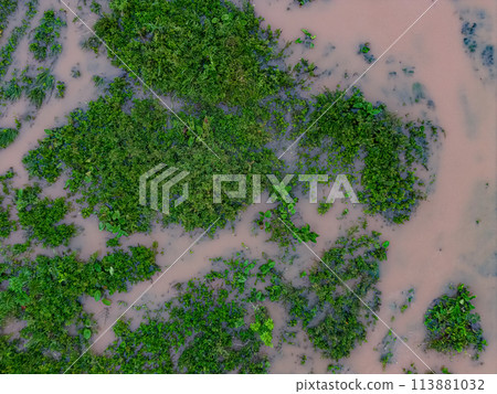 Small Swamp in Itaja Goias Small Swamp in Itaja Goias 113881032