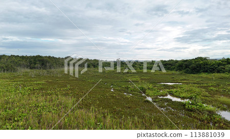 Small Swamp in Itaja 113881039