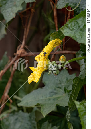Sponge Gourd Yellow Flower Sponge Gourd Yellow Flower 113881044