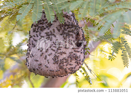 Nest of Long-waisted Honey Wasps Nest of Long-waisted Honey Wasps 113881051