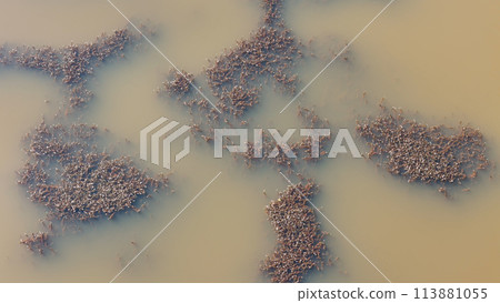 algae flowering plants in lake 113881055