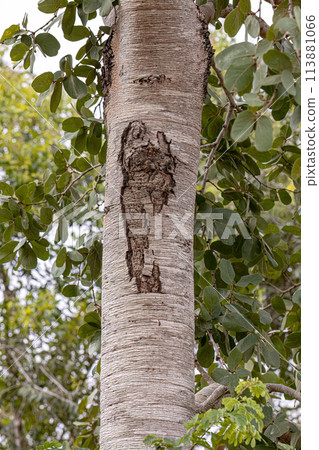 Stinkingtoe Tree Trunk Stinkingtoe Tree Trunk 113881066