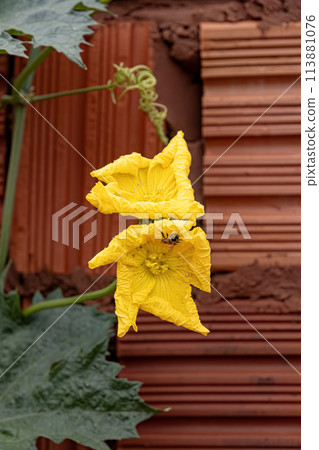 Sponge Gourd Yellow Flower 113881076