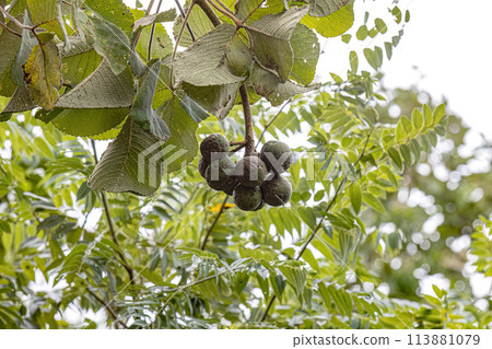 Pekea Nut Tree Fruit 113881079
