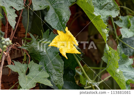 Sponge Gourd Yellow Flower 113881081
