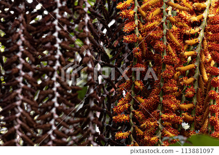 flowers of the buriti palm tree flowers of the buriti palm tree 113881097