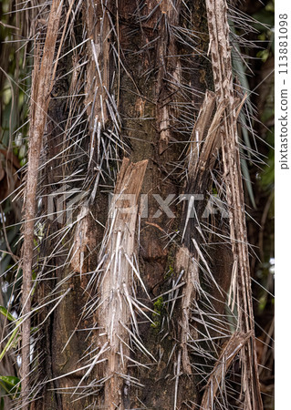 Macaw Palm Tree Macaw Palm Tree 113881098