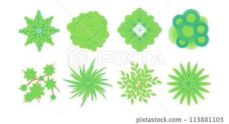 green color bush shrub foliage nature organic plant environment botany decorative 113881103