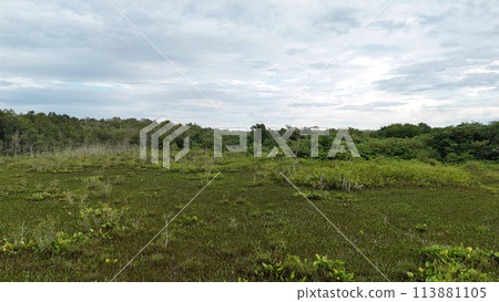 Small Swamp in Itaja Small Swamp in Itaja 113881105