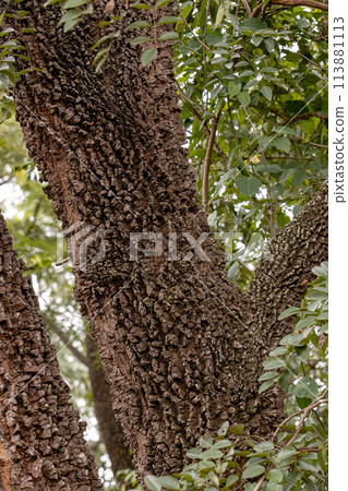 textured trunk of angiosperm tree 113881113