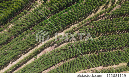 cultivation of eucalyptus trees cultivation of eucalyptus trees 113881119