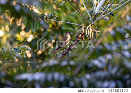 Animal Pale breasted Thrush Bird Animal Pale breasted Thrush Bird 113881133