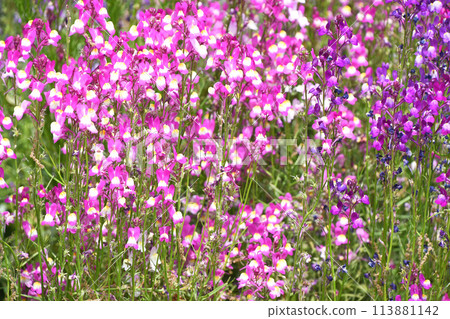 Linaria(Hime金魚) Linaria(Hime金魚) 113881142