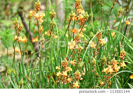 花蘆薈（Burbrine） 113881144