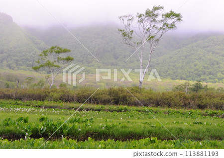 尾澤原六月 113881193