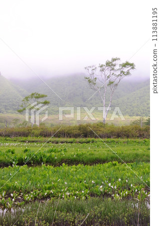 尾澤原六月 尾澤原六月 113881195