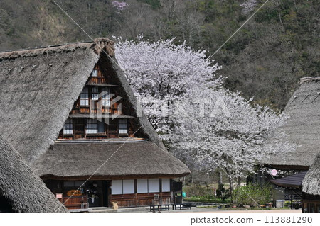 Gokayama, Gassho-style houses and cherry blossoms Gokayama, Gassho-style houses and cherry blossoms 113881290