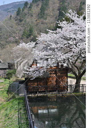 Gokayama, Gassho-style houses and cherry blossoms 113881292